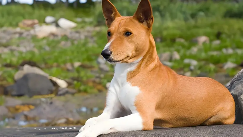 Basenji Dog Breed