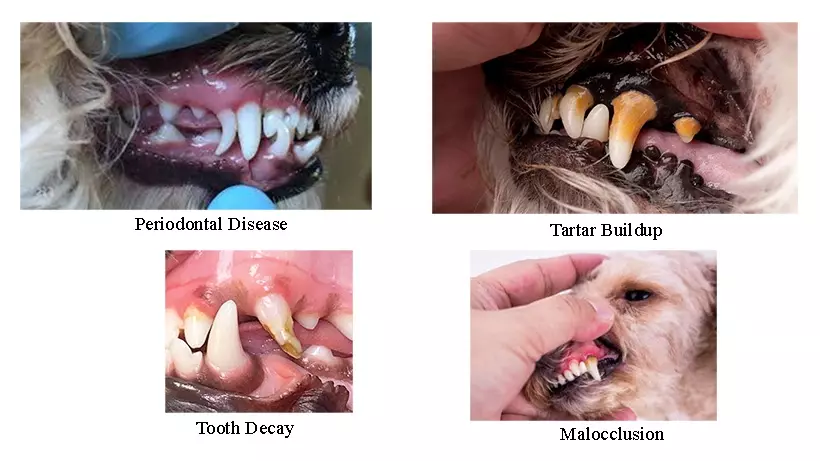 Common Dental Problems in Dogs