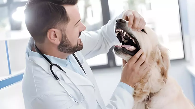 Common Dental Problems in Dogs