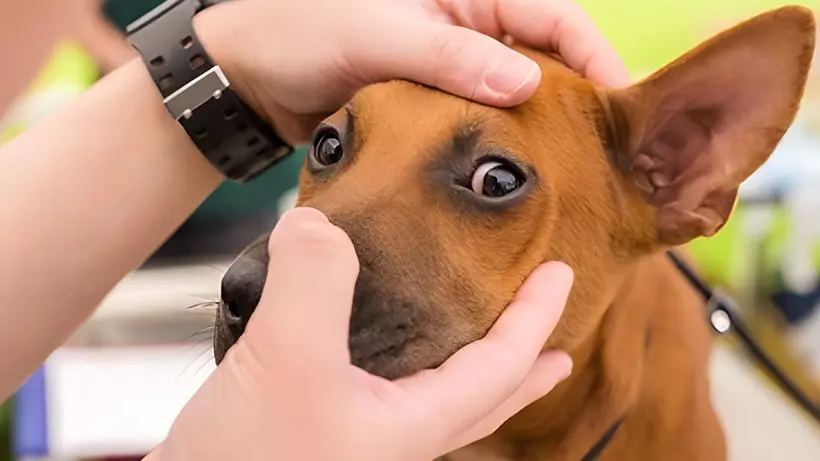 Common Eye Problems in Dogs