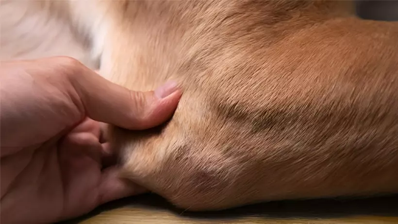 Common Joint Problems in Dogs