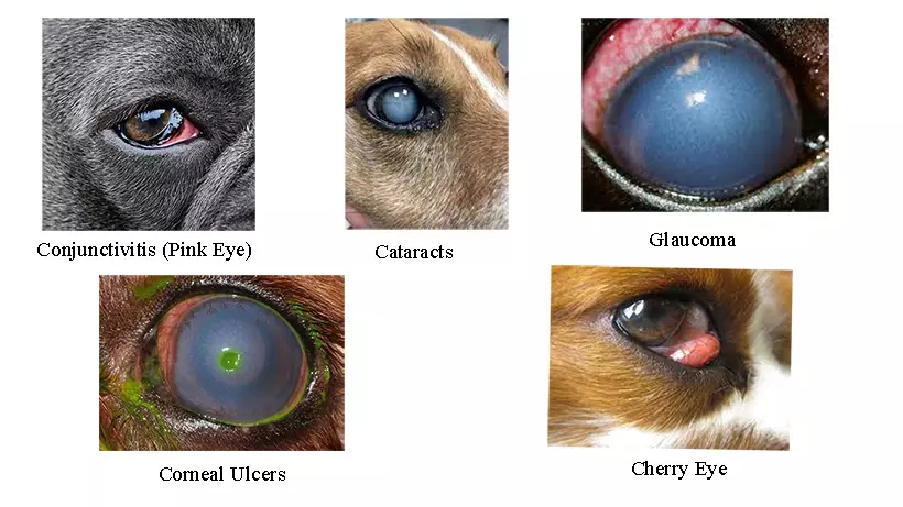 Conjunctivitis cataract cherry eye glaucoma