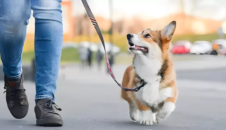 Dog Leash Training