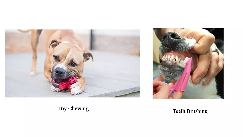 Dog toy chew teeth brushing