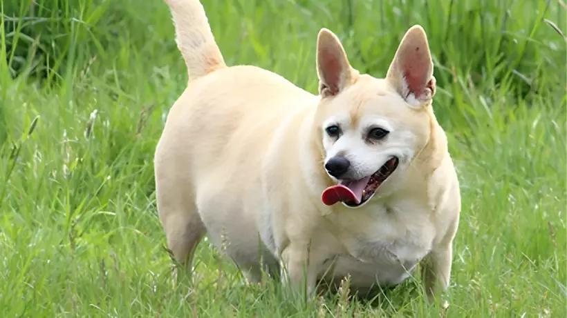 Obesity in Dogs