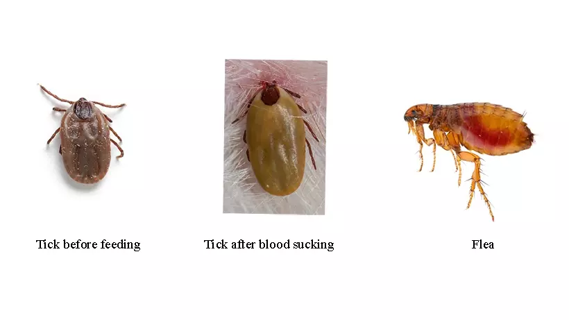 Ticks and Fleas