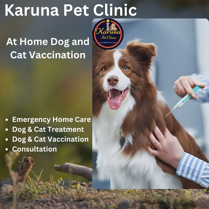 Home Dog and Cat Vaccination