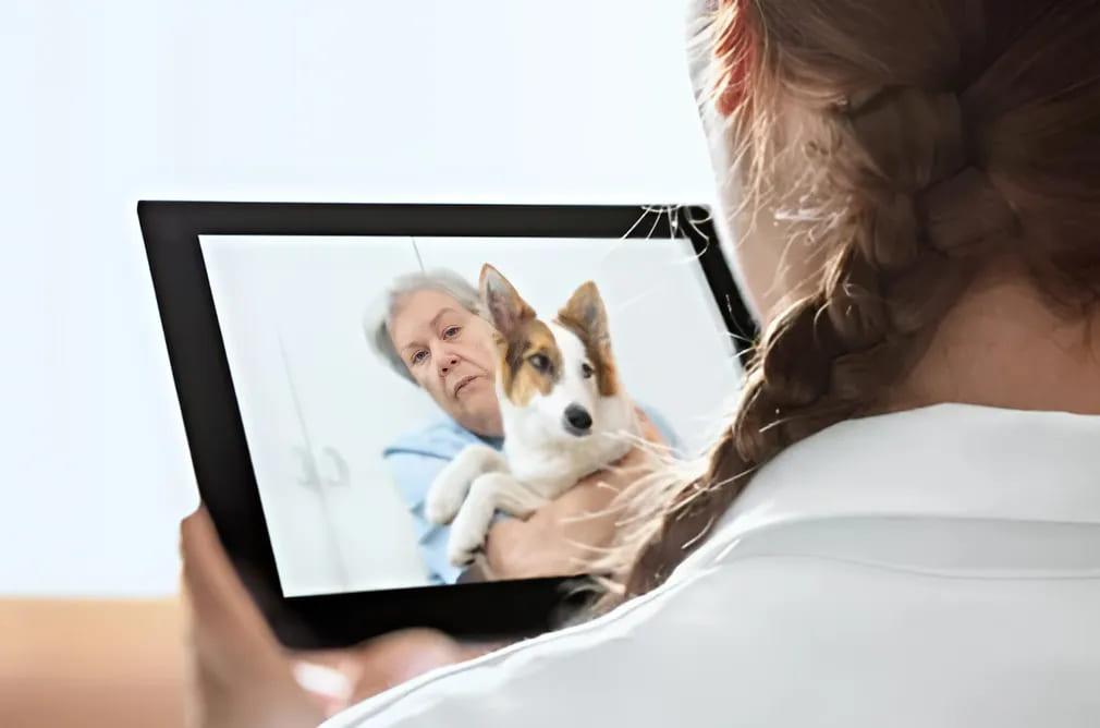 Online vet Consultation